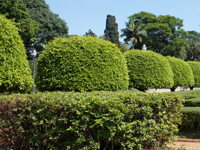 Comment avoir un beau jardin sans passer par les produits chimiques