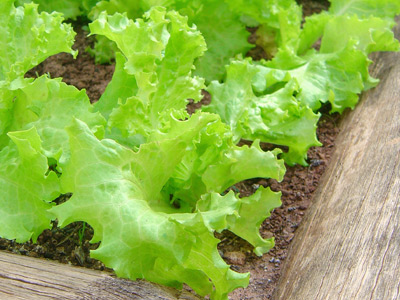 salade verte